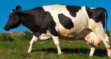 MAAT VIEHHANDEL GMBH & CO. KG-ն առաջարկում է տոհմային կովերի վաճառք